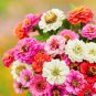 Mixed Zinnia Seeds, Thumbelina, Heirloom Zinnia Seeds, Bulk Seeds Shorter, 250ct Plantations