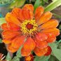 Mixed Zinnia Seeds, Southern Sunset, Bulk Zinnia Seeds, Heirloom Non-gmo, 400ct Plantations