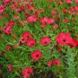 1/4 oz Flax Seeds, Red, Heirloom Wildflowers, Red Flax Seed, Bulk Seed 5,000 ct Plantations