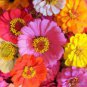 Zinnia Seeds, Baby Girl Mix, Bulk Zinnia Seeds, Heirloom Flower. Non-Gmo, 400ct Plantations