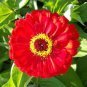 Red Zinnia Seeds, Cherry Queen, Heirloom Zinnia Seeds, Bulk Flower Seeds, 400ct Plantations