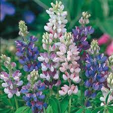 Lupine Seeds, Dwarf Pixie Lupine, Wildflower Seed, Heirloom Flower Seed, 300ct Plantations