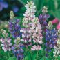 Lupine Seeds, Dwarf Pixie Lupine, Wildflower Seed, Heirloom Flower Seed, 300ct Plantations