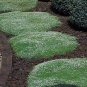 Irish Moss - Bulk, Perennial Groundcover Seeds, Heirloom Moss Seeds, 500ct Pack Plantations