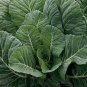 1/2 oz Collard Seeds, Yates, Heirloom Collard Greens, Bulk Seeds, 4,000ct Plantations