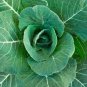 1/2 oz Collard Seeds, Champion, Bulk Seeds, Heirloom Collard Greens 4000ct Plantations