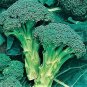 1/2 oz Broccoli Seeds, Green Sprouting Calabrese, Bulk Heirloom Seeds, 4500ct Plantations
