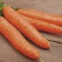 1/2 oz Mini Carrot Seed, Little Finger, Bulk Carrot, Midget Carrot, Apprx 18,000 Plantations