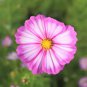 1/4 oz Mixed Cosmos Seed, Candystripe, Heirloom Cosmos, Bulk Seeds approx 1,125 Plantations