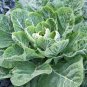 1/2 oz Collard Seeds, Georgia Southern, Heirloom Collards, Bulk Seeds 4,000ct Plantations