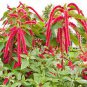 1/4 oz Love Lies Bleeding Seed, Red Tassel Flower, Amaranthus, Heirloom 10,625ct Plantations