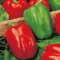 1/4 oz Green Pepper Seeds, Sweet Pepper Seeds, Yolo Wonder, Bell Peppers 1000ct Plantations