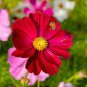 1/4 oz Red Cosmos Seeds, Dazzler, Heirloom Cosmos Seeds, Bulk Cosmos 1125ct Plantations