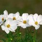 1/4 oz White Cosmos Seeds, Purity, Heirloom Cosmos, Bulk Seeds, approx 1,125 Plantations