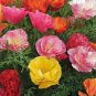 1/4 oz Mixed Poppy Seeds, Heirloom Poppies, Bulk Poppy Seeds, Approx 4000 Seeds Plantations
