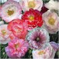 1/4 oz Mixed Poppy Seeds, Double Shirley, Heirloom Poppies, Bulk Seeds 50,000ct Plantations