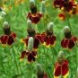 Daisy Seeds, Daisy Lovers Delight 5 Pack Special, Perennial Flower Seeds Non-Gmo Plantations