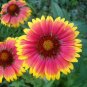 1/4 oz Blanket Flower Seeds, Non-GMO Heirloom Wildflower Seed, Bulk Seed 2400ct Plantations