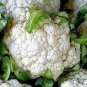 1/2 oz Cauliflower Seeds, Self Blanching, Heirloom Cauliflower, Bulk Seed 4000ct Plantations