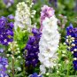 1/4 oz Larkspur Seed, Giant Imperial Mix, Bulk Seeds, Heirloom Seed, approx 2800 Plantations