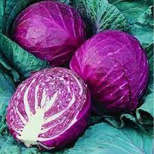1 oz Red Cabbage Seeds, Red Acre, Heirloom Cabbage Seeds, Bulk Seeds 7,000 ct Plantations