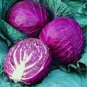 1 oz Red Cabbage Seeds, Red Acre, Heirloom Cabbage Seeds, Bulk Seeds 7,000 ct Plantations