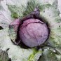 1 oz Red Cabbage Seeds, Red Acre, Heirloom Cabbage Seeds, Bulk Seeds 7,000 ct Plantations