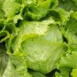 1/2 oz Head Lettuce Seeds, Summertime, Iceberg Lettuce, Bulk Lettuce 10,000ct Plantations