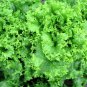 1/2 oz Oakleaf Lettuce Seeds, Leaf Lettuce Seed, Bulk Seeds, Heirloom 10,000ct Plantations