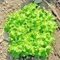1/2 oz Leaf Lettuce Seeds, Grand Rapids, Heirloom Bulk Lettuce Seeds, 10,000ct Plantations