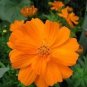 1/2 oz Orange Cosmos Seed, Sulfur Cosmos, Short Variety, Heirloom Non-Gmo 1975ct Plantations