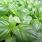 1/4 oz Sweet Basil Seed, Genovese, Bulk Herb Seed, Heirloom Non-Gmo Seed 4000ct Plantations