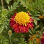 1/4 oz Marigold Seeds, Tiger Eyes , French Marigold, Heirloom Bulk Seeds 3000ct Plantations