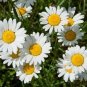 1/2 oz Ox Eye Daisy Seeds, Heirloom Daisies, Ox Eye Daisies, Heirloom Wildflower Plantations