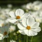 1/2 oz White Cosmos Seeds, Purity, Heirloom Cosmos, Bulk Cosmos Seeds 2,250ct Plantations