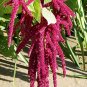 1/2 oz Love Lies Bleeding Seed, Red Tassel Flower, Amaranthus, Heirloom 21,500ct Plantations