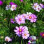 1/2 oz Pink Cosmos Seed, Picotee, Heirloom Cosmos, Bulk Seeds, Butterflies 2,250 Plantations