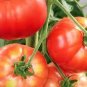 Brandywine Tomato Seeds, Brandywine Tomatoes, 4 Pk Special Plantations