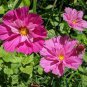 1/2 oz Pink Cosmos Seeds, Seashells, Heirloom Mixed Cosmos, Bulk Seeds 2,250 ct Plantations