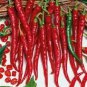 1 oz Cayenne Long Slim Pepper Seeds, Heirloom Hot Pepper, Chili Peppers 4,000ct Plantations