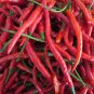 1 oz Cayenne Long Slim Pepper Seeds, Heirloom Hot Pepper, Chili Peppers 4,000ct Plantations