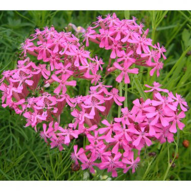 1/8 oz Pink None-So-Pretty Seed, Catch Fly Seeds, Heirloom Wildflower, 25,000ct Plantations