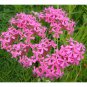 1/8 oz Pink None-So-Pretty Seed, Catch Fly Seeds, Heirloom Wildflower, 25,000ct Plantations