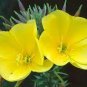 1/2 oz Yellow Primrose Seeds, Fragrant Evening Primrose, Bulk Flower Seed 26,560 Plantations
