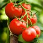1/4 oz Tomato Seed, Moneymaker, Non-Gmo Heirloom Tomato Seed, Huge Crops! 2500ct Plantations