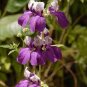 1/2 oz Chinese Houses Seeds, Non-GMO Heirloom Flower Seeds, Bulk Seeds 2,750ct Plantations