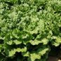 1 oz Leaf Lettuce Seed, Black Seeded Simpson, Bulk Seeds, Heirloom 20,000ct Plantations