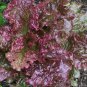 1 oz Ruby Red Lettuce Seeds, Leaf Lettuce Seeds, Heirloom Bulk Lettuce 20,000ct Plantations