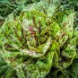 1 oz Romaine Lettuce Seed, Freckles, Heirloom Lettuce Seed, Bulk Seeds 20,000 ct Plantations
