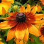 1/2 oz Daisy Seeds, Gloriosa Daisies, Bulk Seeds, Heirloom Wildflower, 30,000 ct Plantations